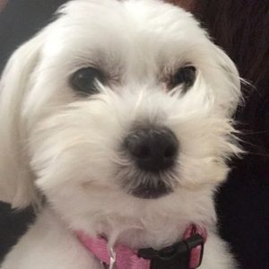 Meet your Posher, Suzette